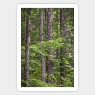 Evergreen Forest - Manning Provincial Park Sticker